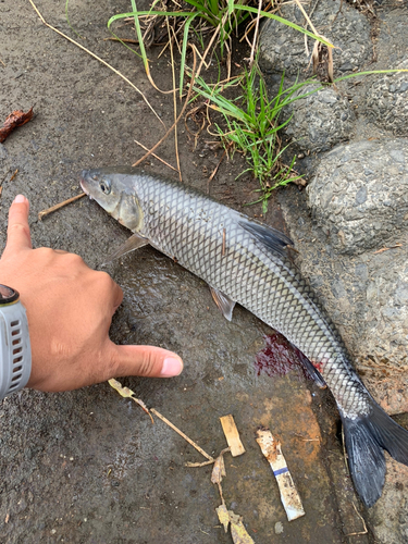 ニゴイの釣果