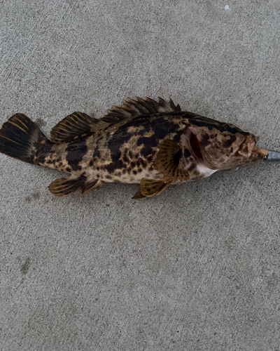 タケノコメバルの釣果