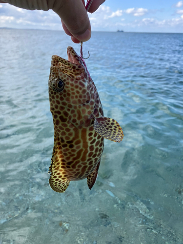 イシミーバイの釣果