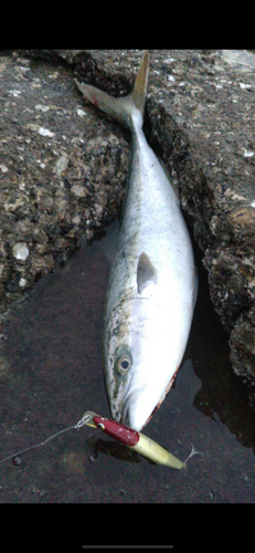 ハマチの釣果