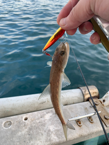 エソの釣果