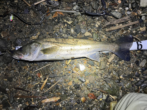 スズキの釣果