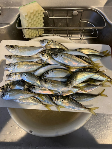 アジの釣果