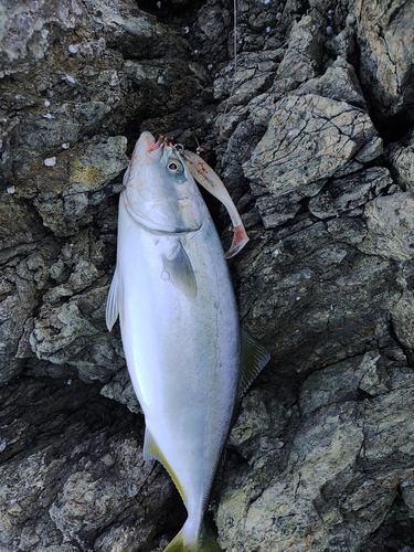 ヤズの釣果