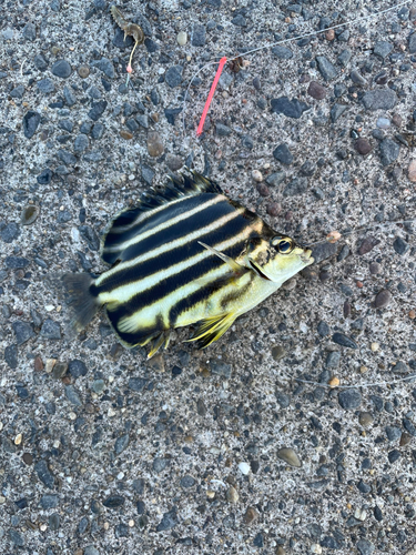 カゴカキダイの釣果