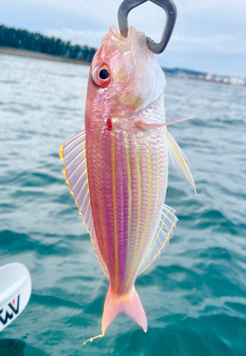 イトヨリダイの釣果