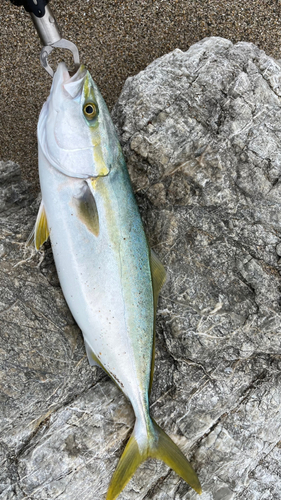 ハマチの釣果