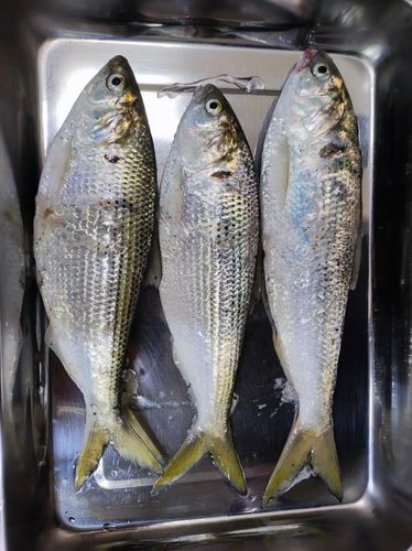 コノシロの釣果