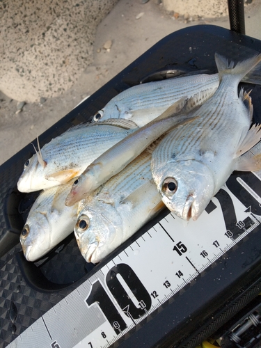 ヘダイの釣果