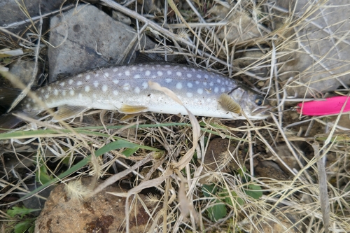 アメマスの釣果