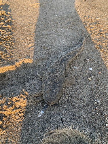 コチの釣果