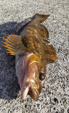 アイナメの釣果