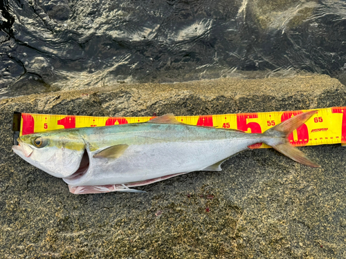 ハマチの釣果