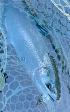 ニジマスの釣果