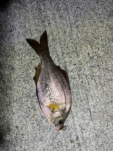 ウミタナゴの釣果