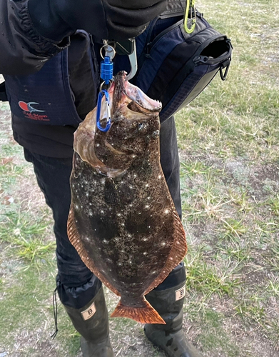 ヒラメの釣果