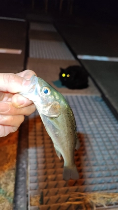 クロソイの釣果