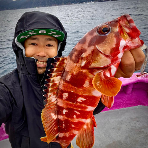 アカハタの釣果