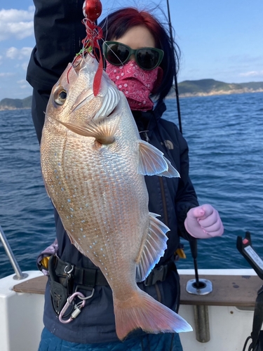 マダイの釣果