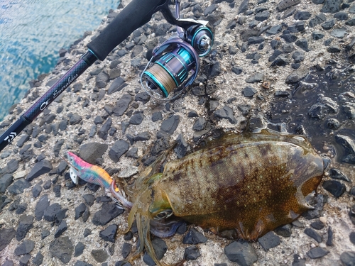 アオリイカの釣果