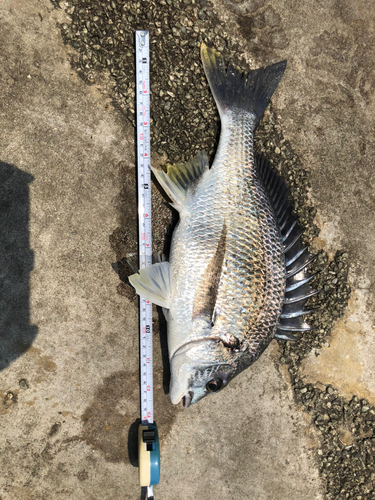 クロダイの釣果