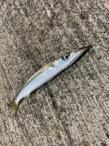 カマスの釣果