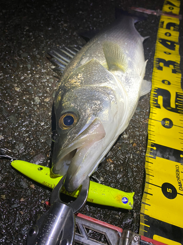 シーバスの釣果