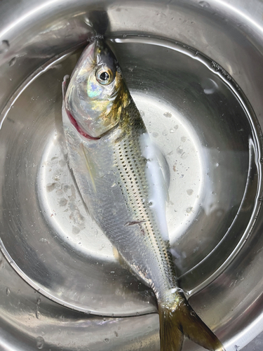 コノシロの釣果