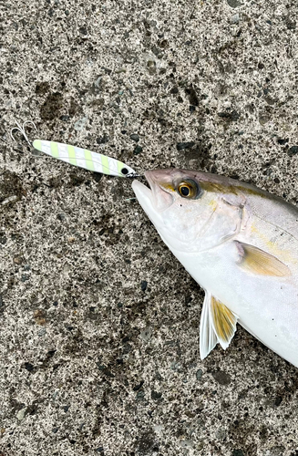 ショゴの釣果