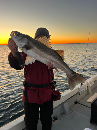 シーバスの釣果