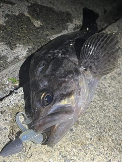 クロソイの釣果