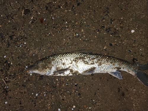 ニゴイの釣果