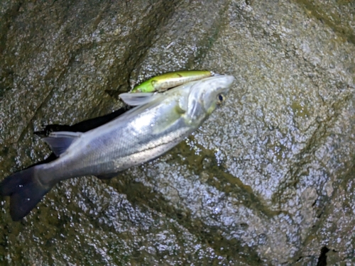 セイゴ（マルスズキ）の釣果