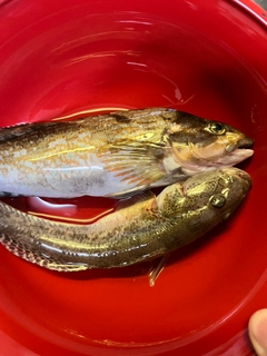 ハゼの釣果