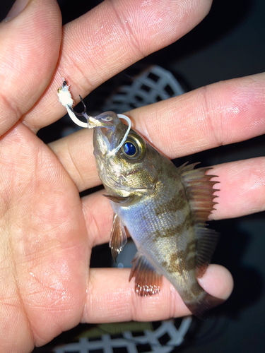 メバルの釣果