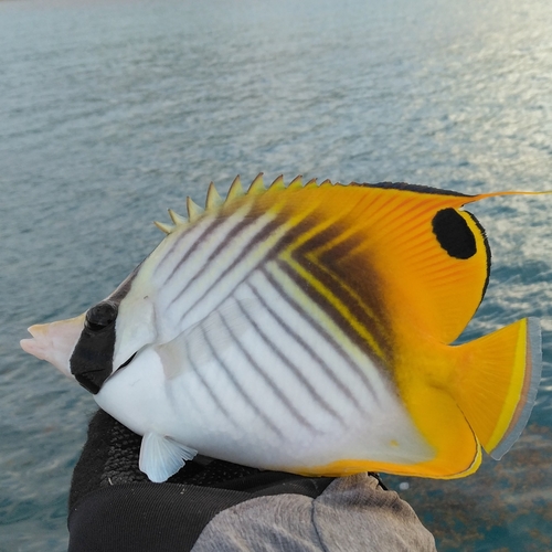 チョウチョウウオの釣果