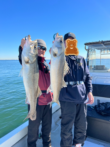 シーバスの釣果