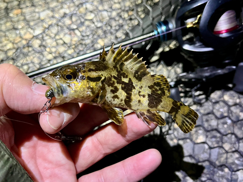 タケノコメバルの釣果