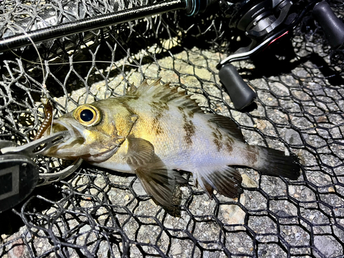 メバルの釣果