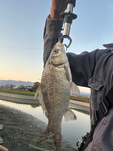 フナの釣果