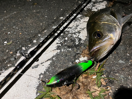 シーバスの釣果