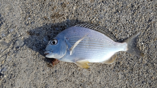 ヘダイの釣果