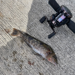 北の黒鯛の釣果