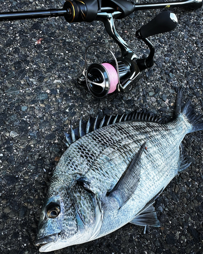 チヌの釣果