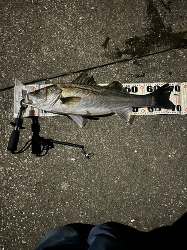 シーバスの釣果