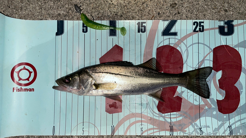 シーバスの釣果