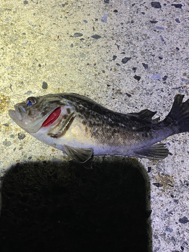 クロソイの釣果