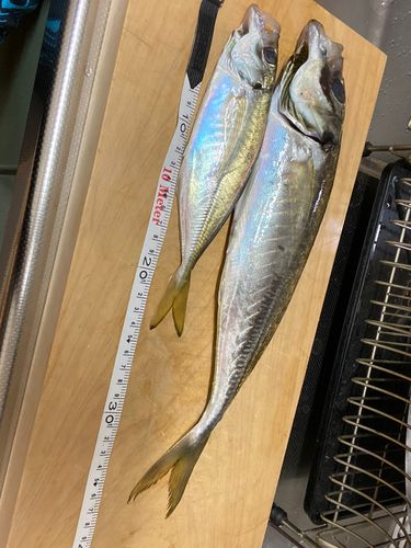 マルアジの釣果