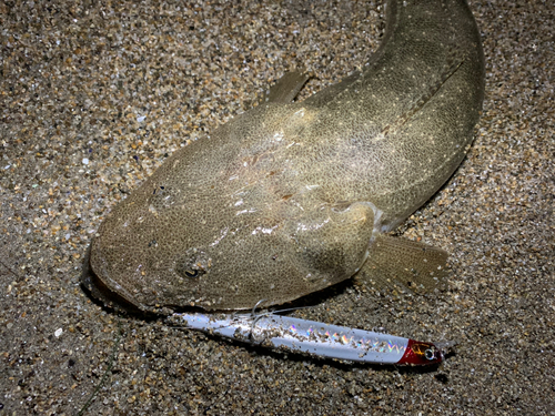 マゴチの釣果