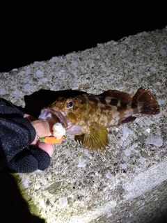 カサゴの釣果